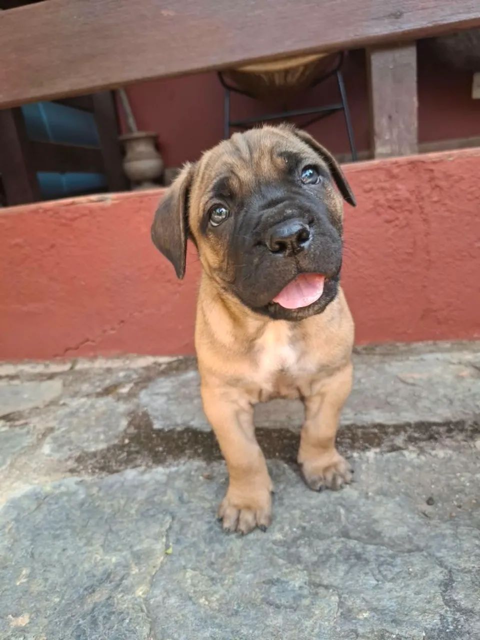 Cane corso  - Foto 5