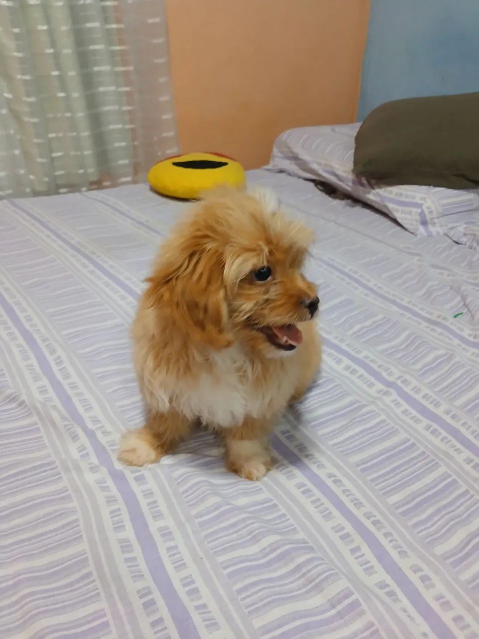 Vendo cachorro shitzul com poodle - Foto 3