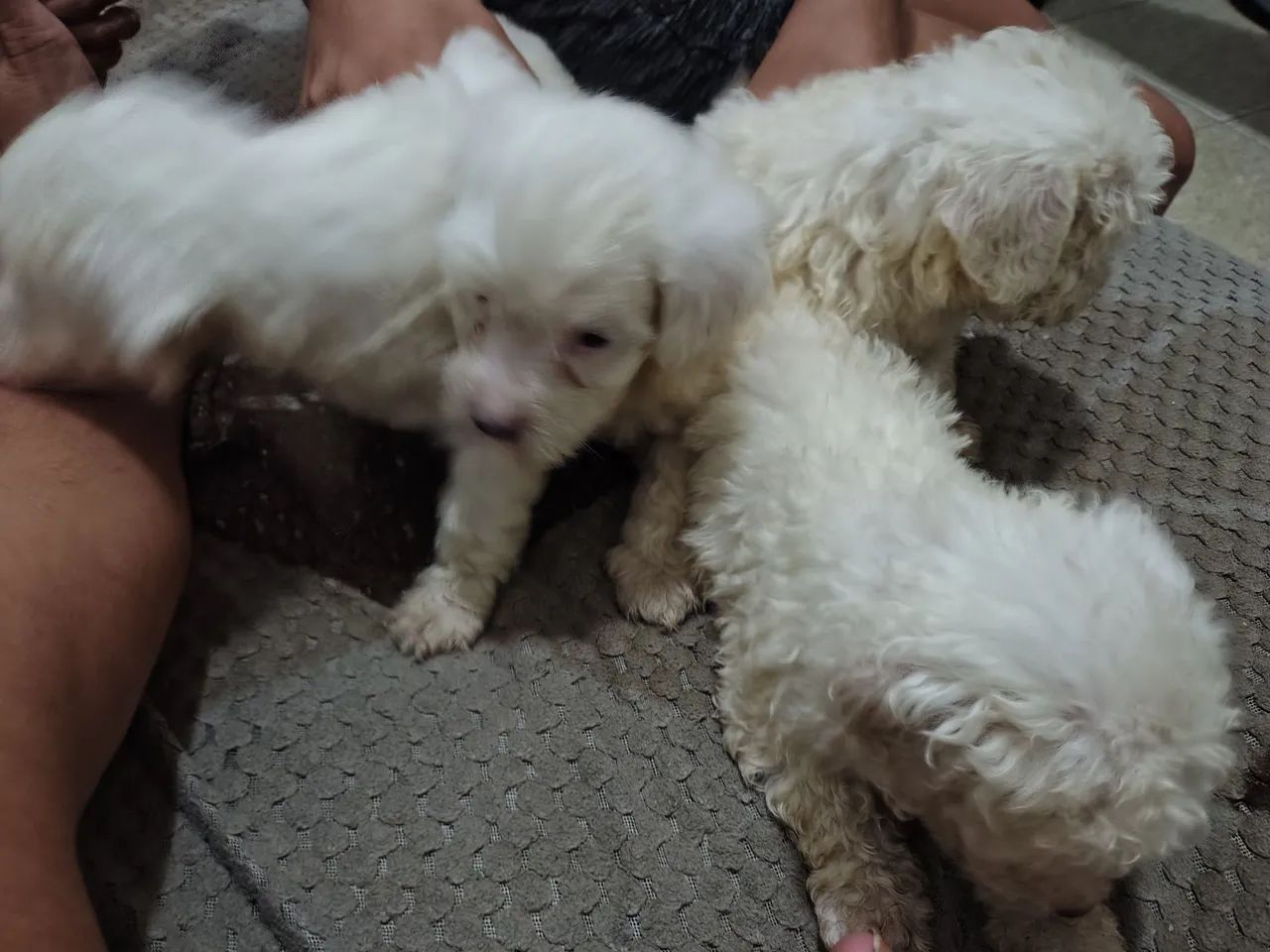 Filhote de poodle  - Foto 3