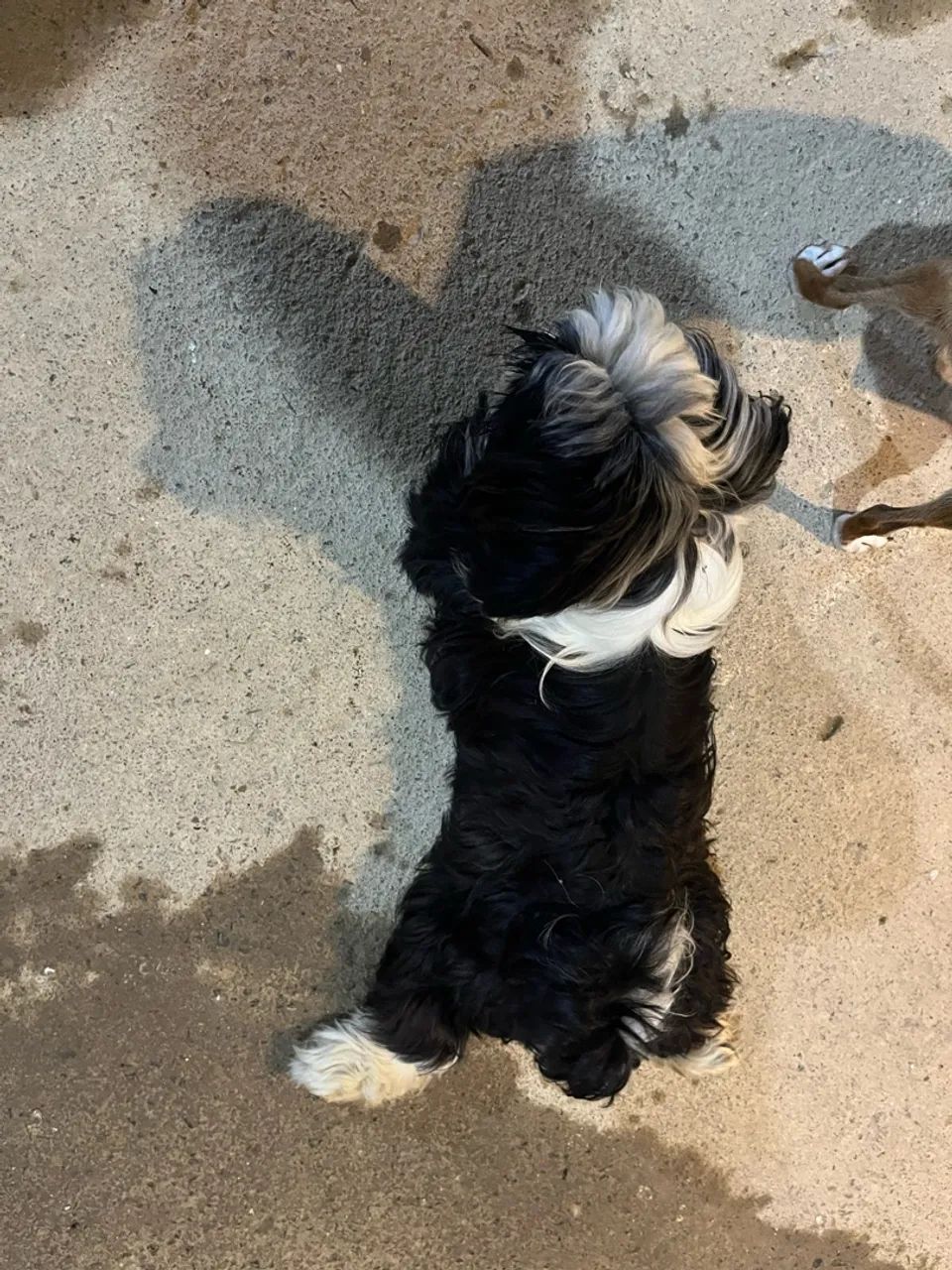 Shih-tzu macho  - Foto 3