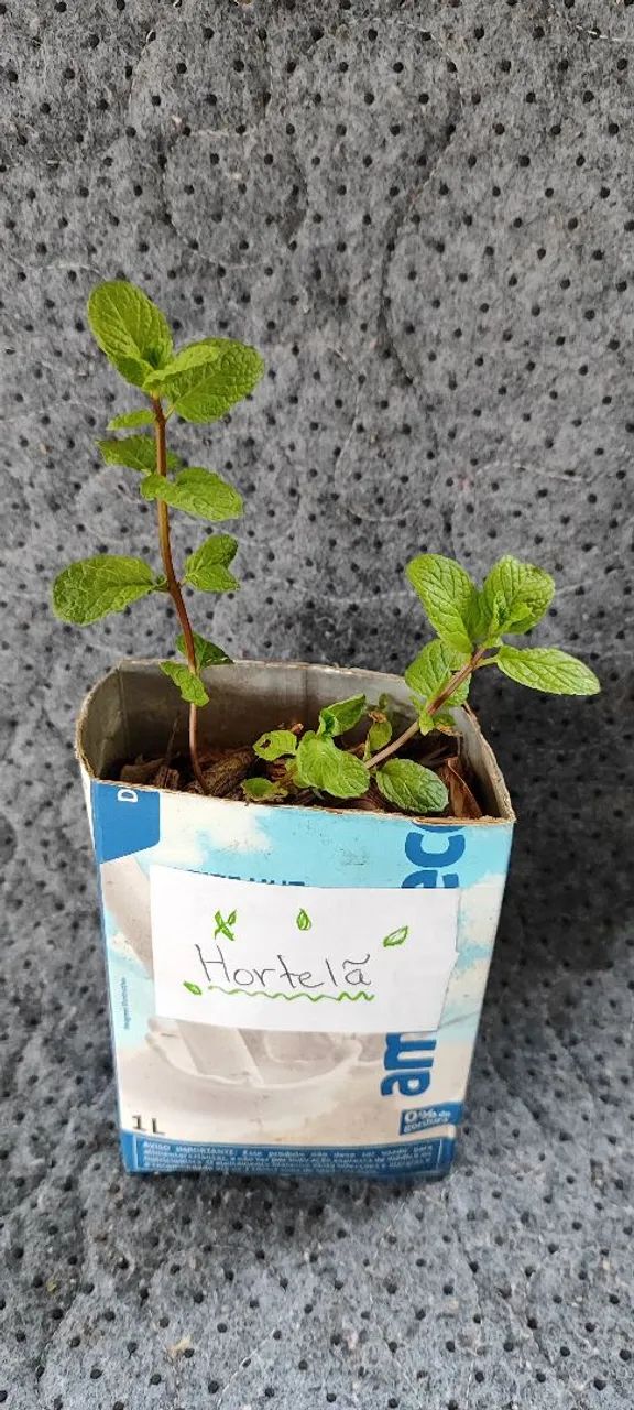 Muda de Hortelã 