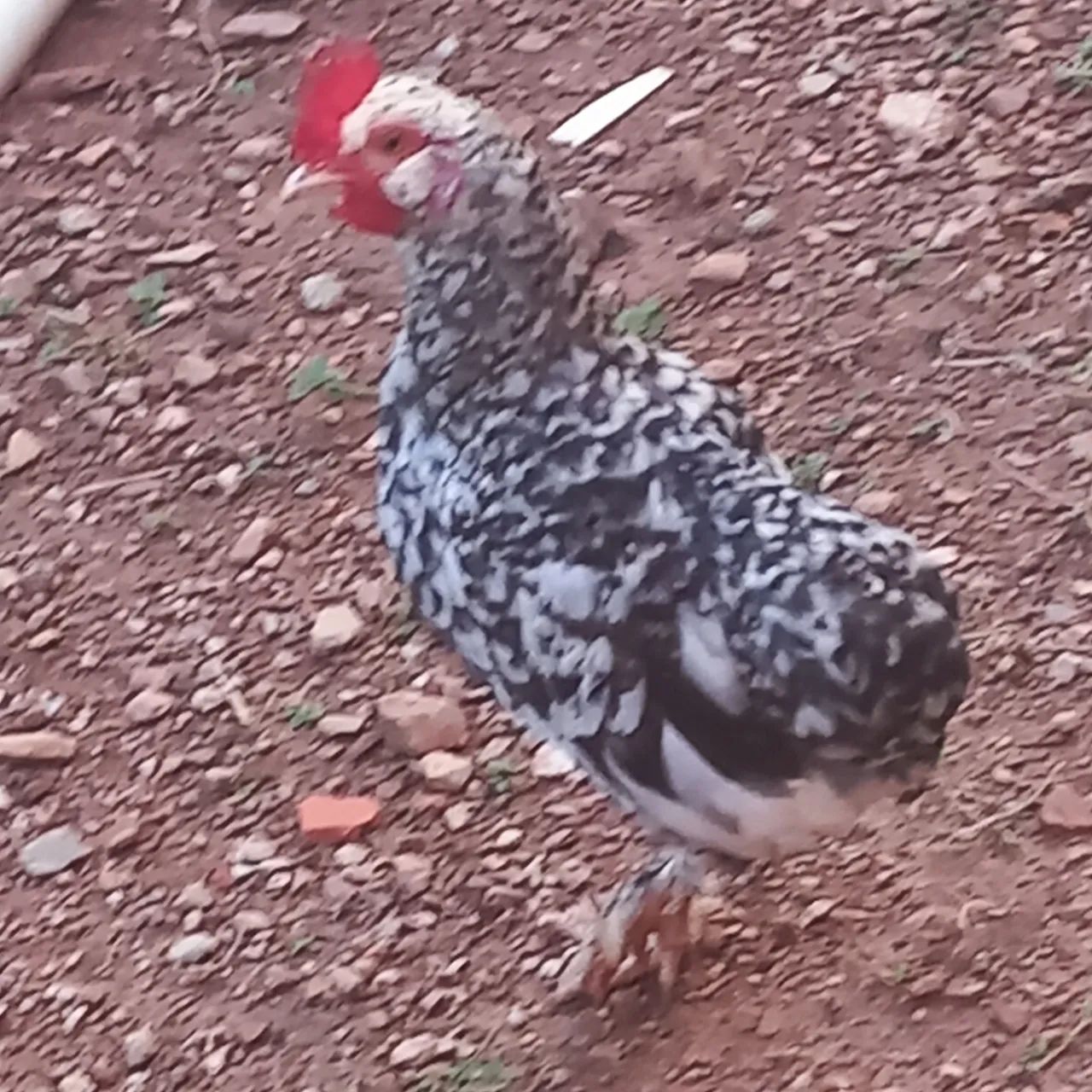 Frango e mine galize 