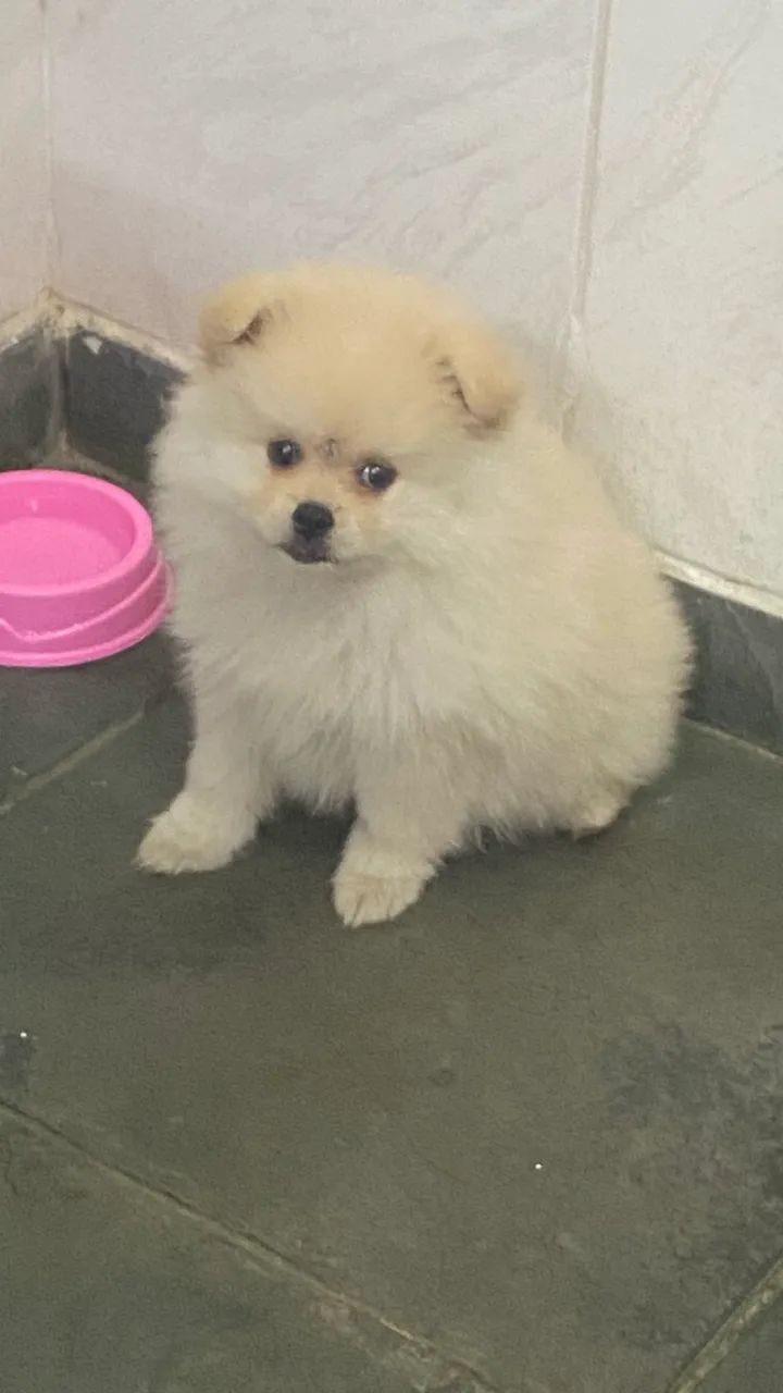 Spitz alemão 