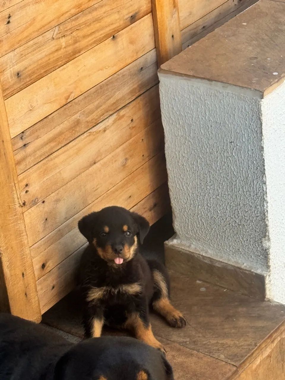 Cachorro rottweiler  - Foto 4