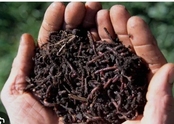 Minhocas para compostagem 