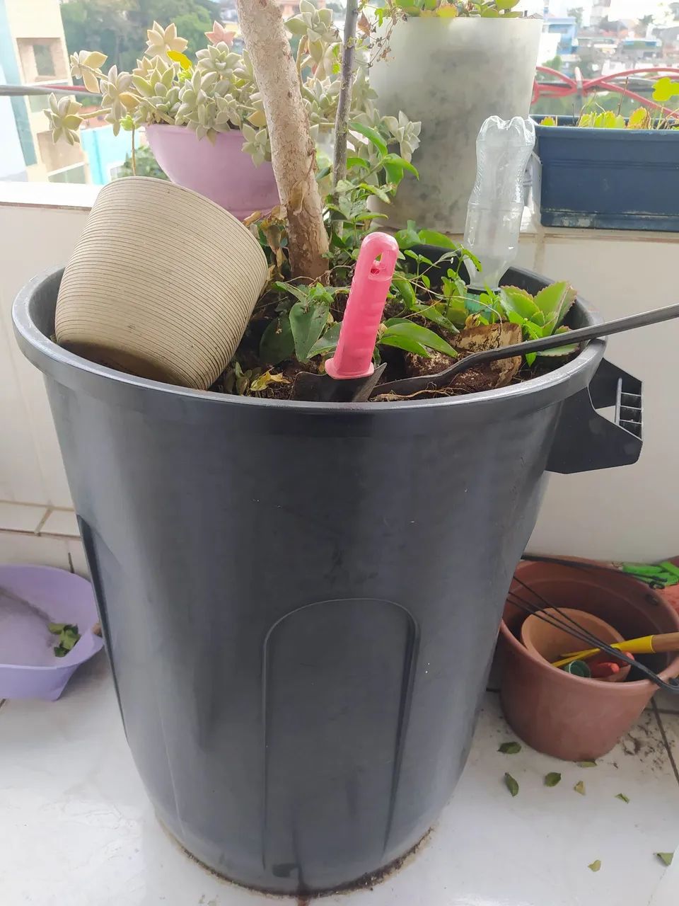 Jabuticabeira Híbrida Enxertada Produzindo - 7 Anos - Vaso 100L - Porte Adulto - Foto 2