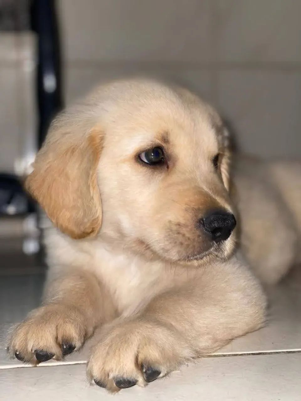 Golden Retriever 