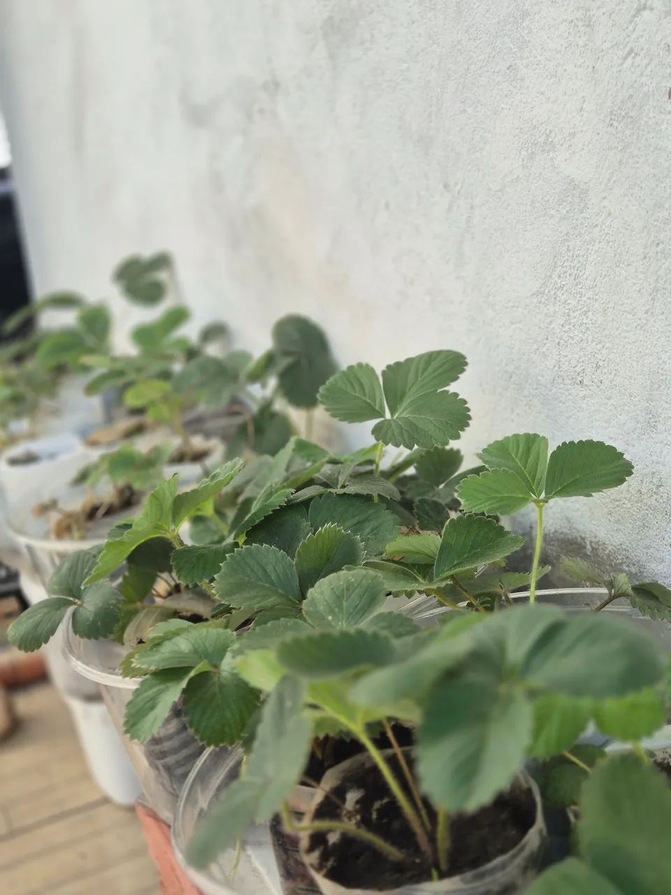 Mudas de morango  - Foto 4