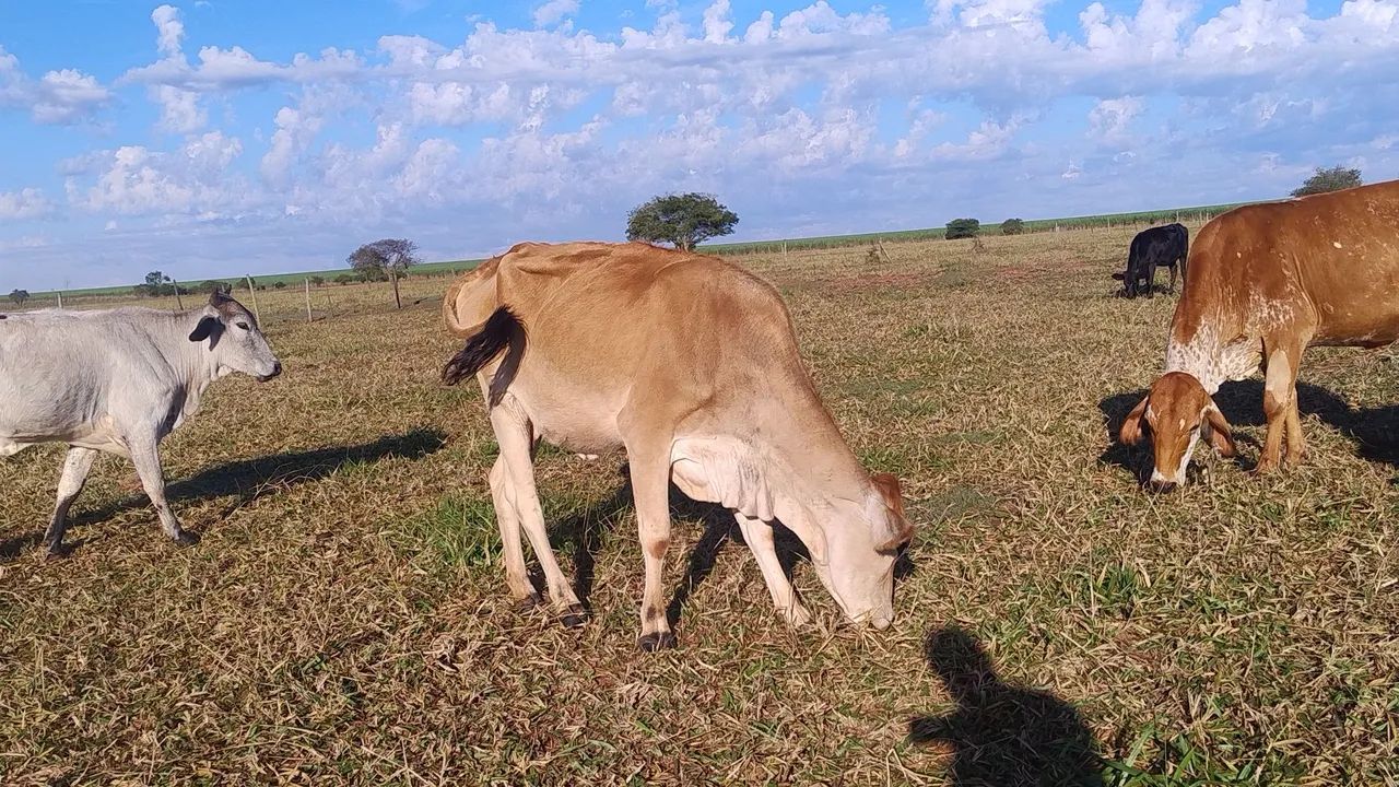 Vendo lote com 10 vacas 4 Garrotes 1 touro - Foto 5