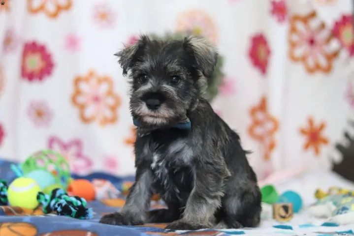 Schnauzer barbudo - cheio de personalidade