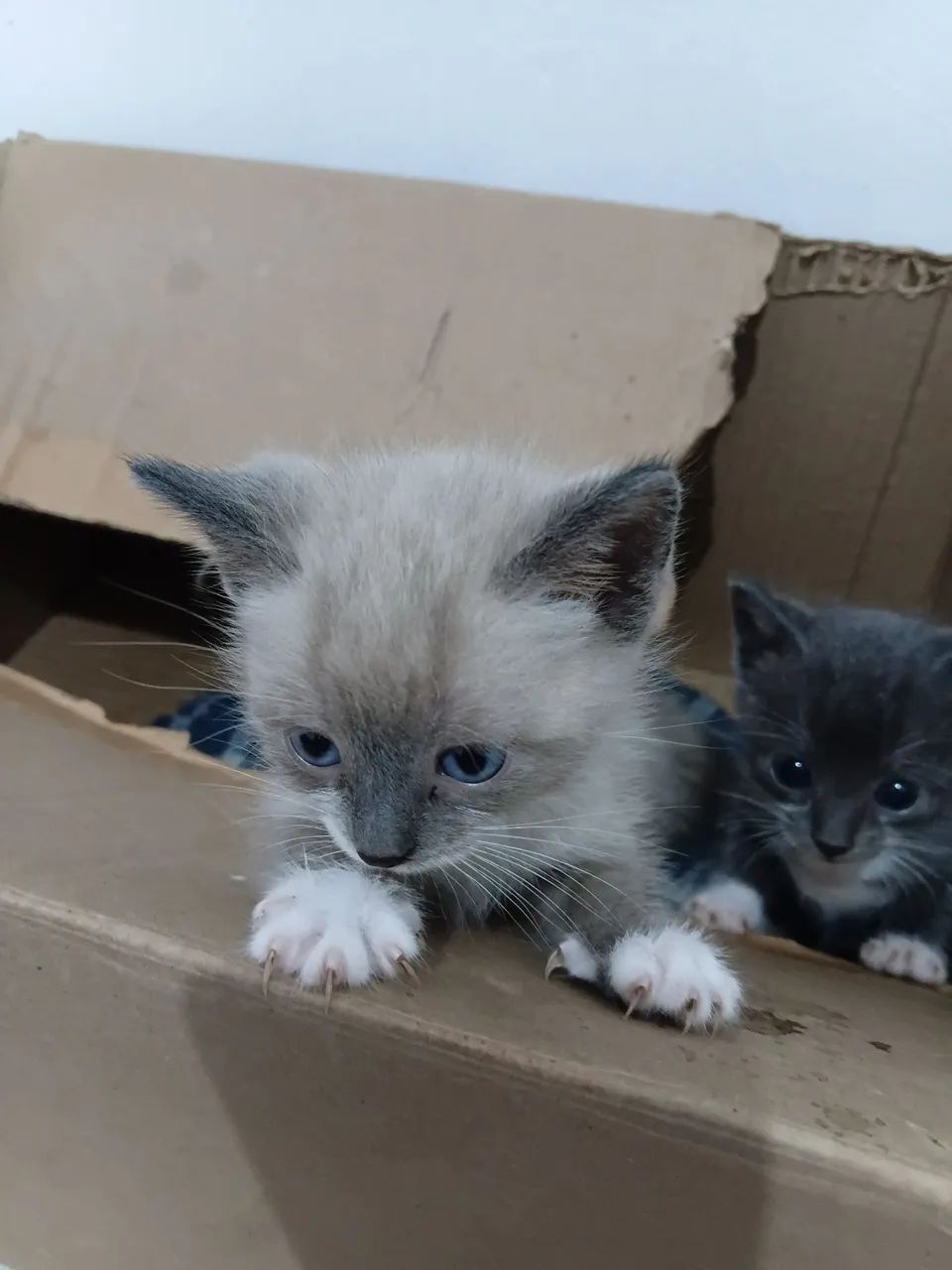 Gatinho filhote - Foto 5