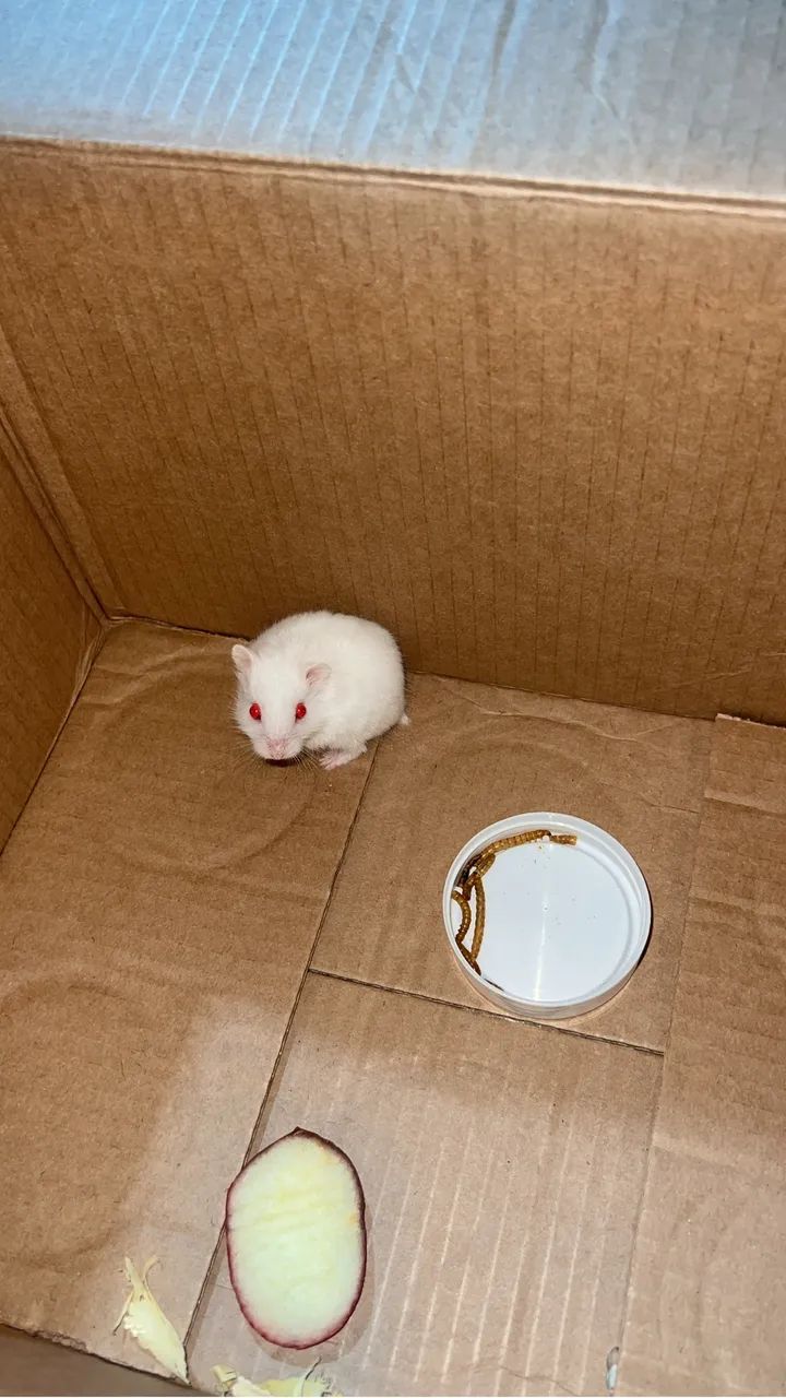 Hamster anao russo albino 