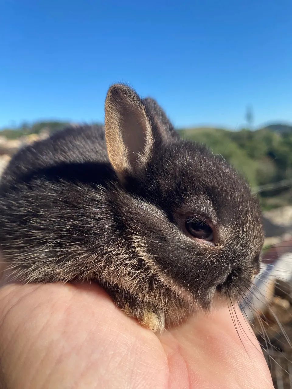 Mini coelho NETHERLAND Dwarf  - Foto 2