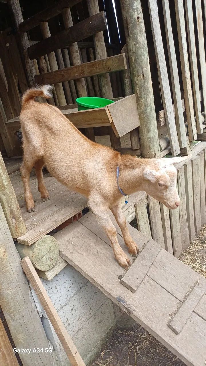 Vendo bodinhos