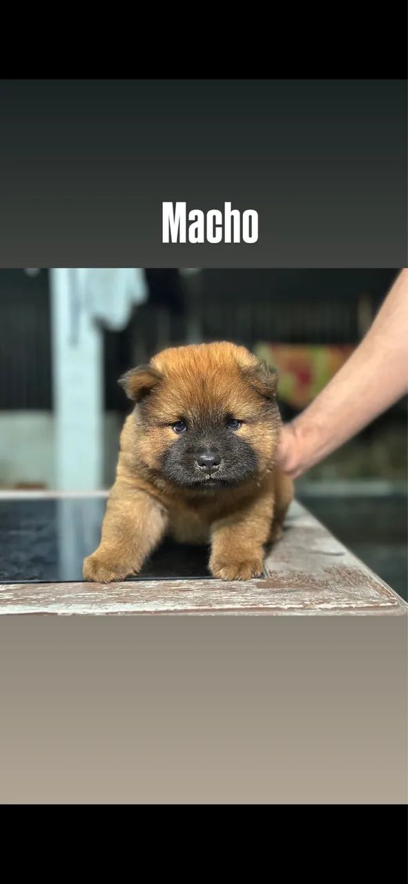 Chowchow  - Foto 2