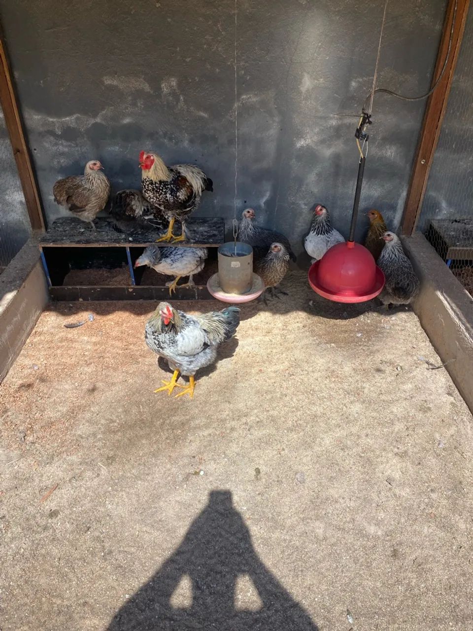 Frango Brahma - Foto 2