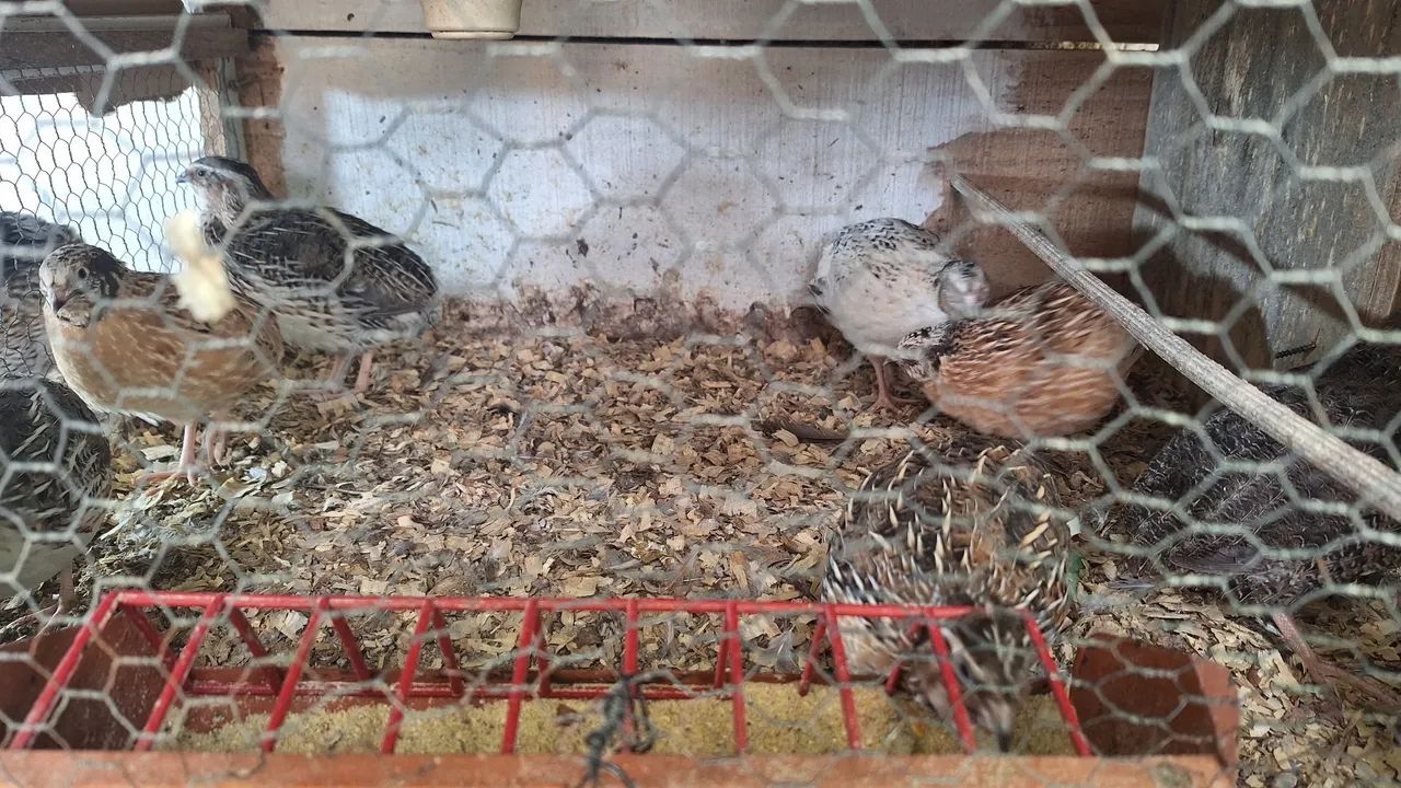 Codorna - Foto 4