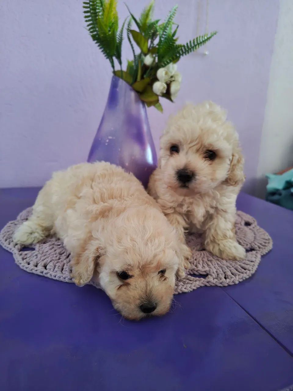  Vendo Podlle toy branco  - Foto 2