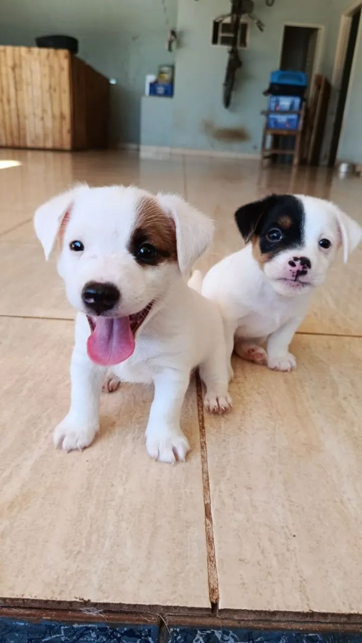 Jack Russell Terrier  - Foto 5