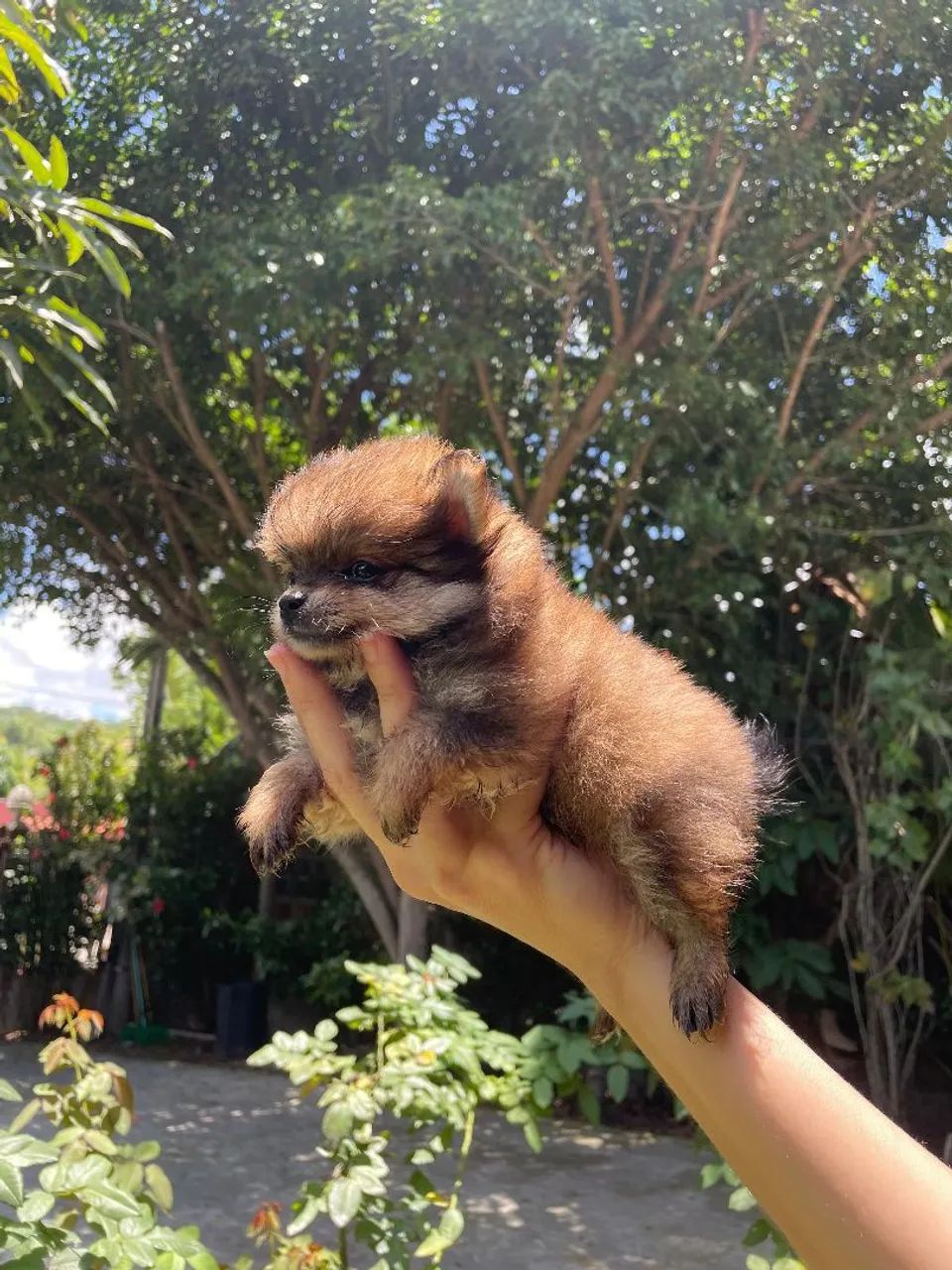 Lulu da Pomerânia filhotes Pronta Entrega - Foto 2