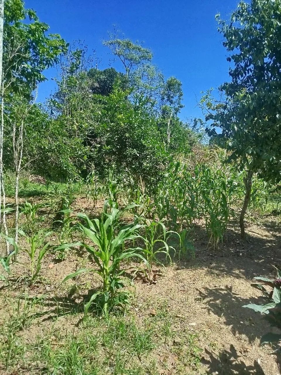 Sítio lagoinha - Nova Iguaçu - RJ - Foto 3