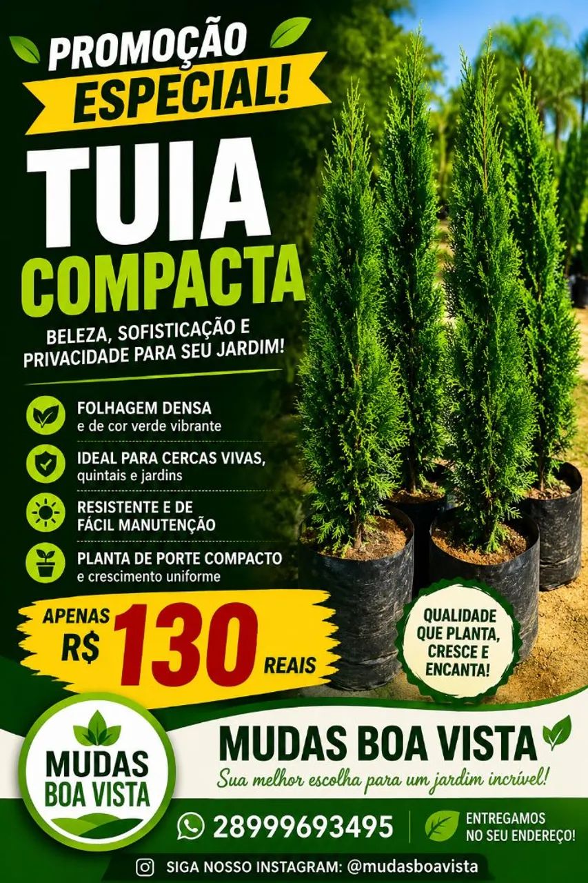 Tuia compacta 