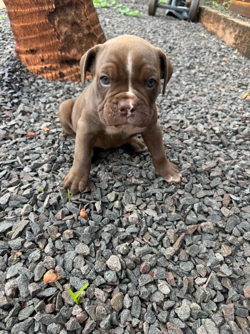 Buldogue campeiro  - Foto 3