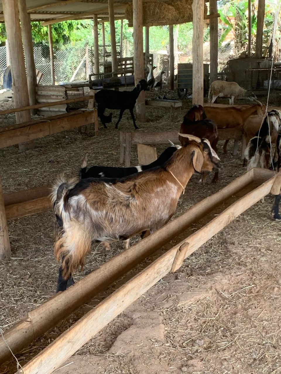 Cabras  - Foto 3