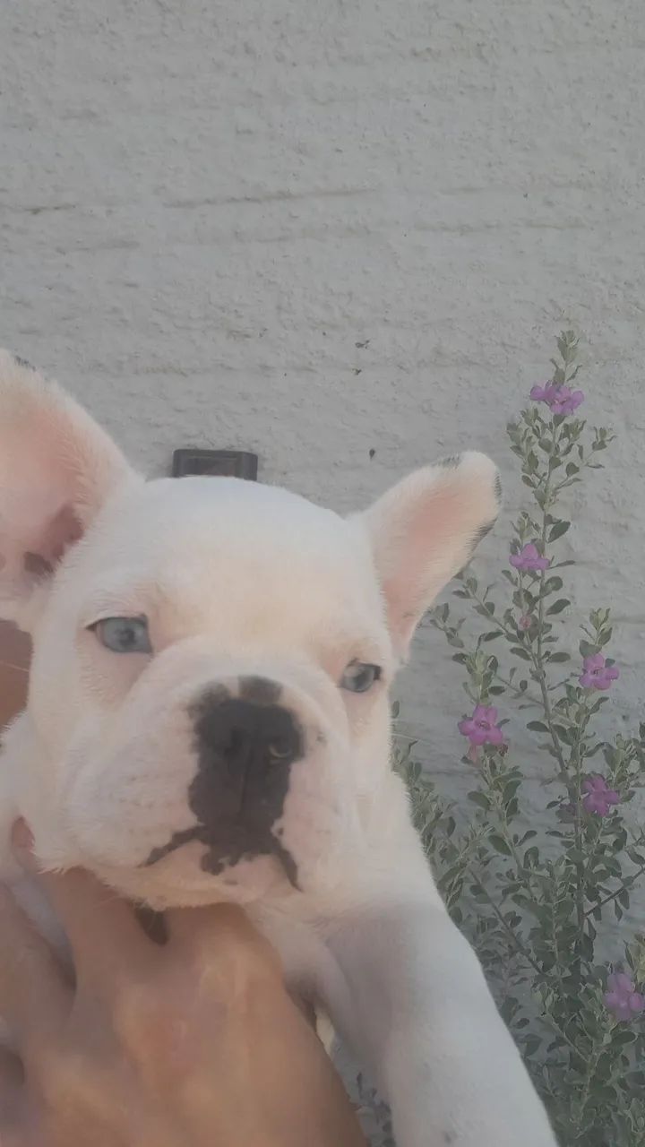 Bulldog Francês macho 