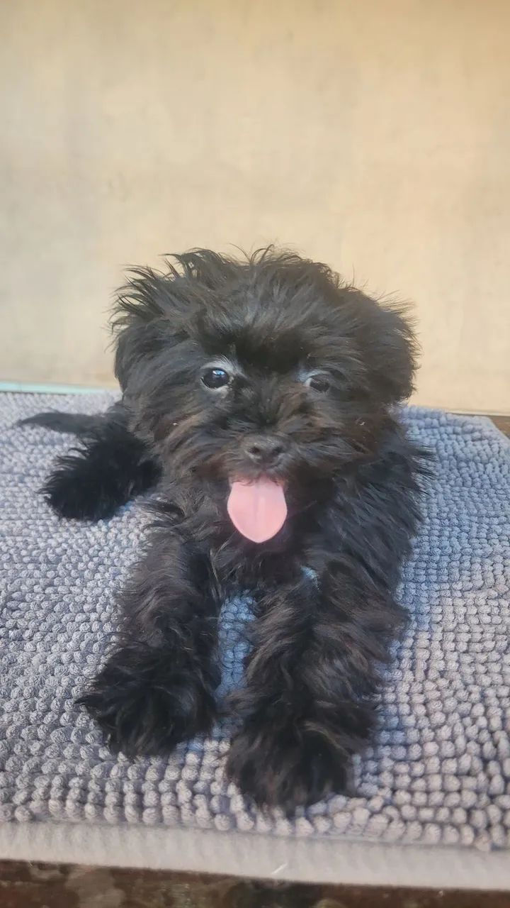 Cachorro shihtzu  - Foto 5