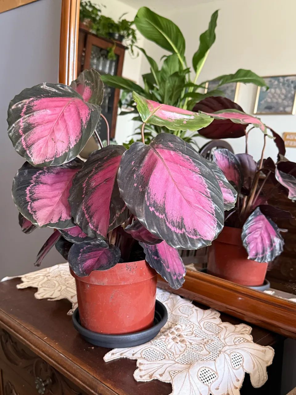 Lindas e variadas plantas  - Foto 2