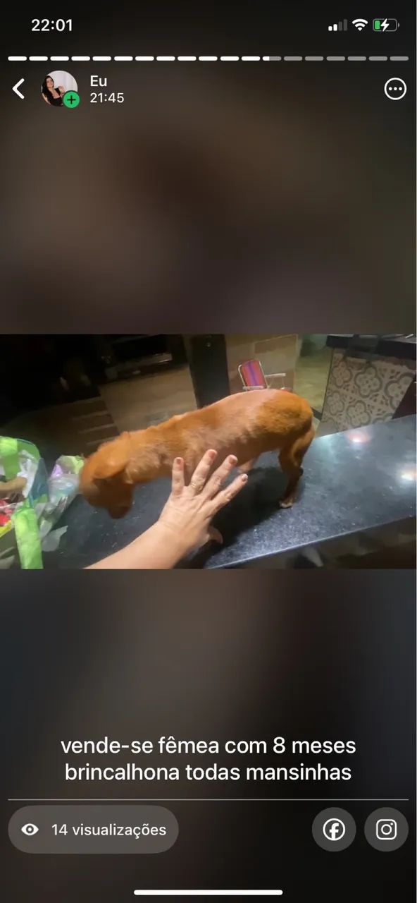 pinscher  - Foto 2