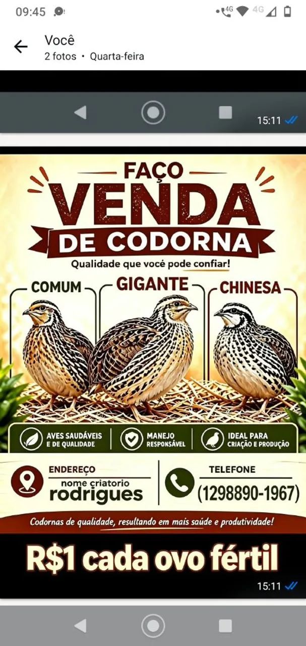 Codornas gigantes 