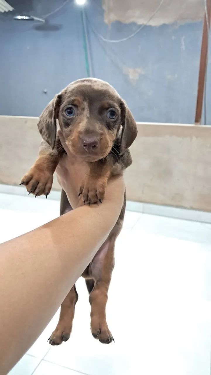 Dachshund Merle Chocolate Macho - Foto 5
