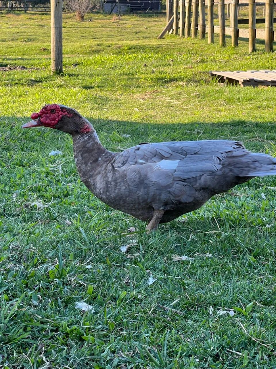 Pato chocolate macho - Foto 3