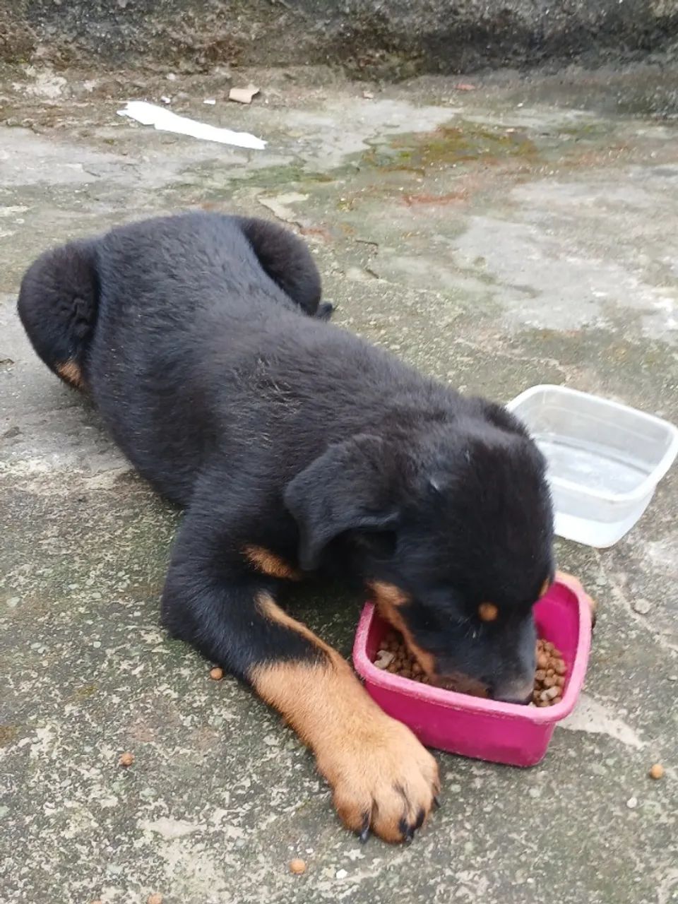 Venda de Rottweiler - Foto 5