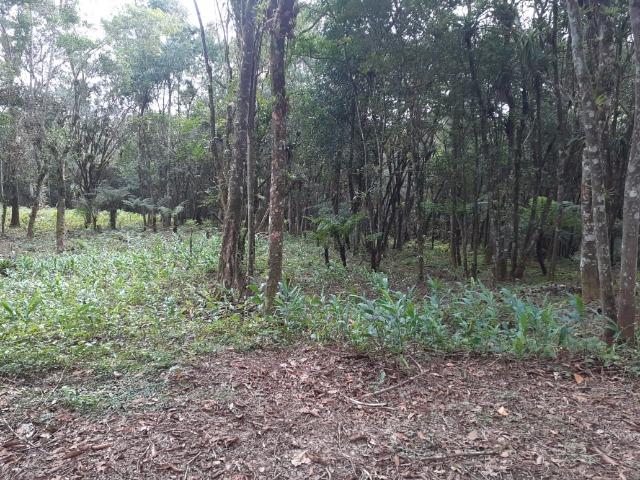 Chacara com 6,156 mts - Foto 11