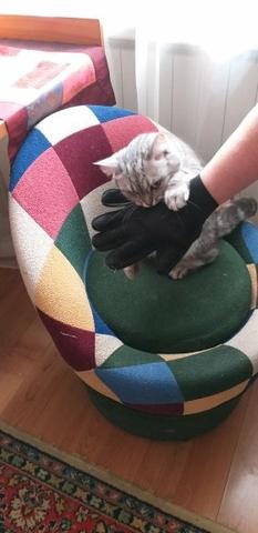 Luva Escova Nano Magnetica tira Pelos dos Pets Cães e Gatos - Foto 5