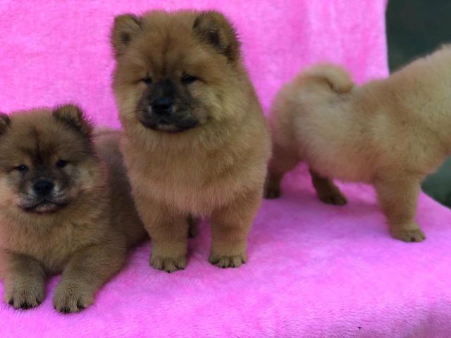 Excepcionais filhotes de chow chow disponível - Foto 2