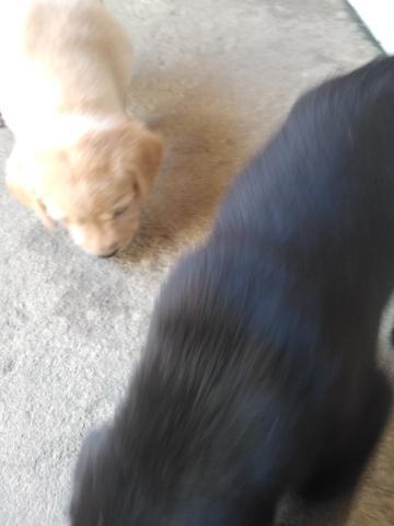Vende_se filhotes de labrador