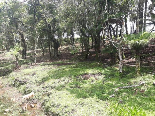 Linda Chácara 24.200 m2 ( 1 Alqueire) com 2 Casas - Palmas PR - Foto 10