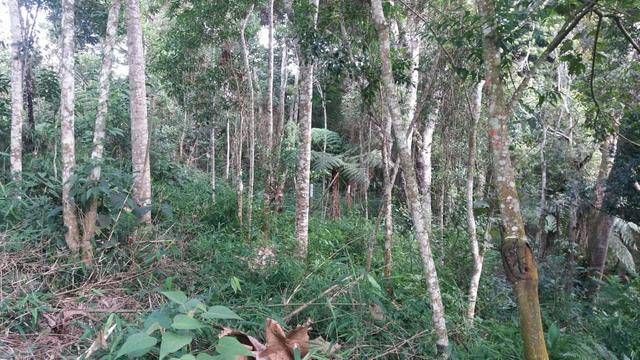 Terreno 1600M - Embu Guaçu - Foto 10