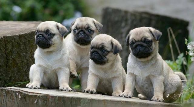 Filhotes de pug - Foto 2