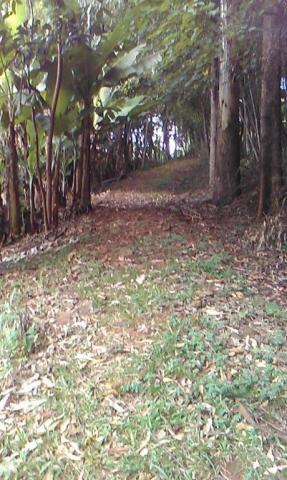Sítio com 2 dormitórios à venda, 200000 m² por r$ 350.000,00 - santa terezinha - canela/rs - Foto 13