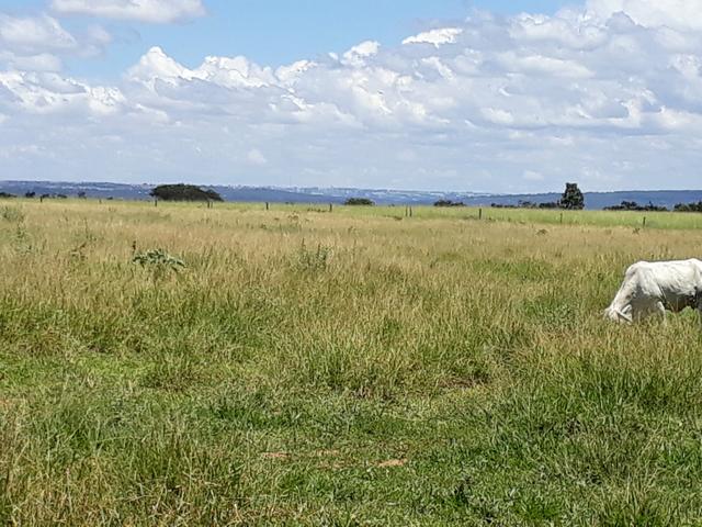 Ótima fazenda 42 Hectares dentro do DF, com água - Foto 16