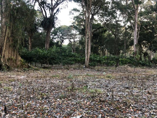 Fazenda produtora de Cacau em Linhares 70mil - Foto 12