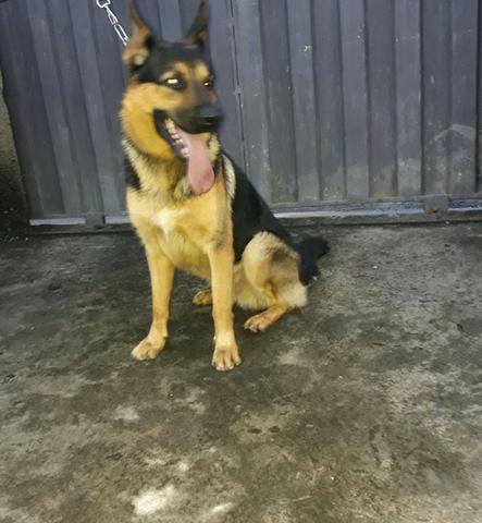 Filhote macho de Rottwaleir com Pastor Alemão