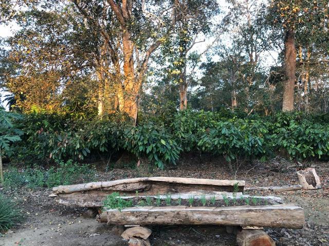 Fazenda produtora de Cacau em Linhares 70mil - Foto 5