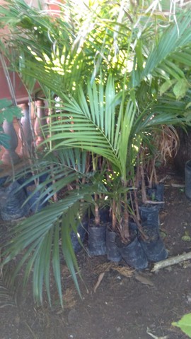 Mudas nativas - Foto 5