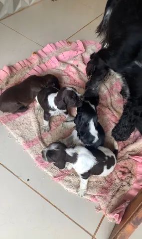 Vendo filhote de Cocker Spaniel Inglês  - Foto 2